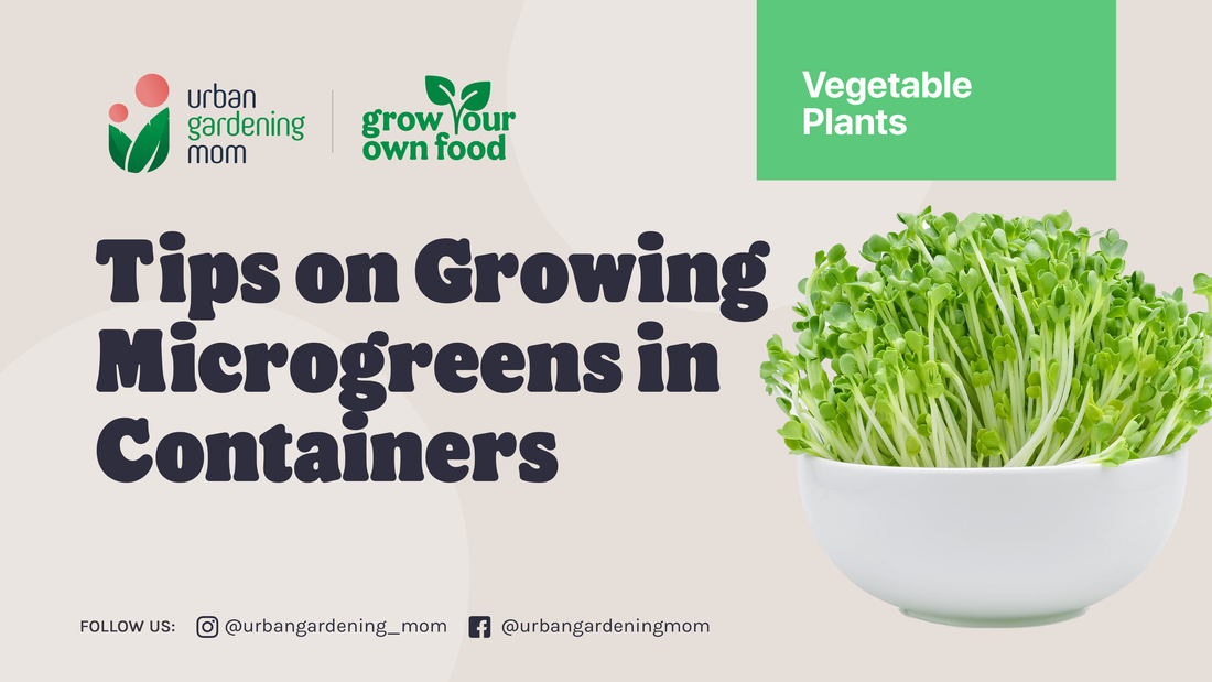 Go on a Healthy Diet: Grow Your Own Microgreens at Home
