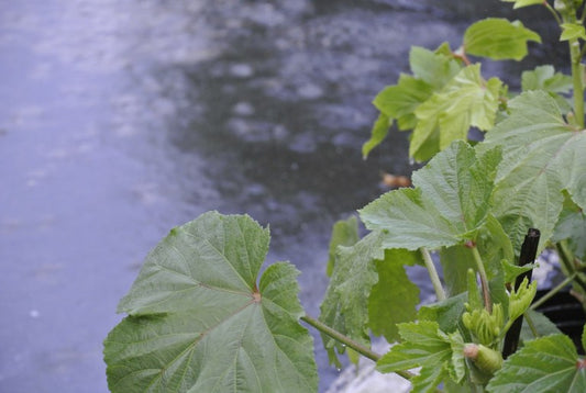 Gardening Tips: Coping with the Rainy Days
