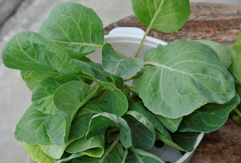 Growing Chinese Broccoli (Kai-lan) in Warm Climate Zones