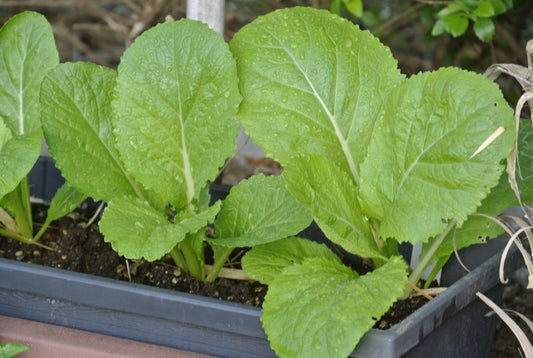 Fertilizer 101: Some Common Pitfalls to Avoid