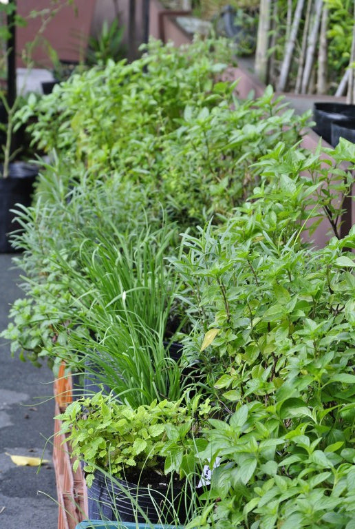 Useful Tips for Starting an Urban Garden