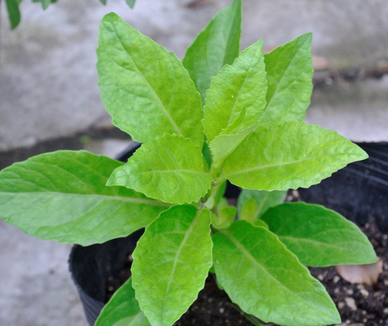 About Gynura Procumbens (Longevity Spinach): the “Fake” Ashitaba