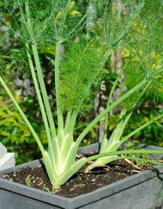 How I Grow Fennel Here in Metro Manila