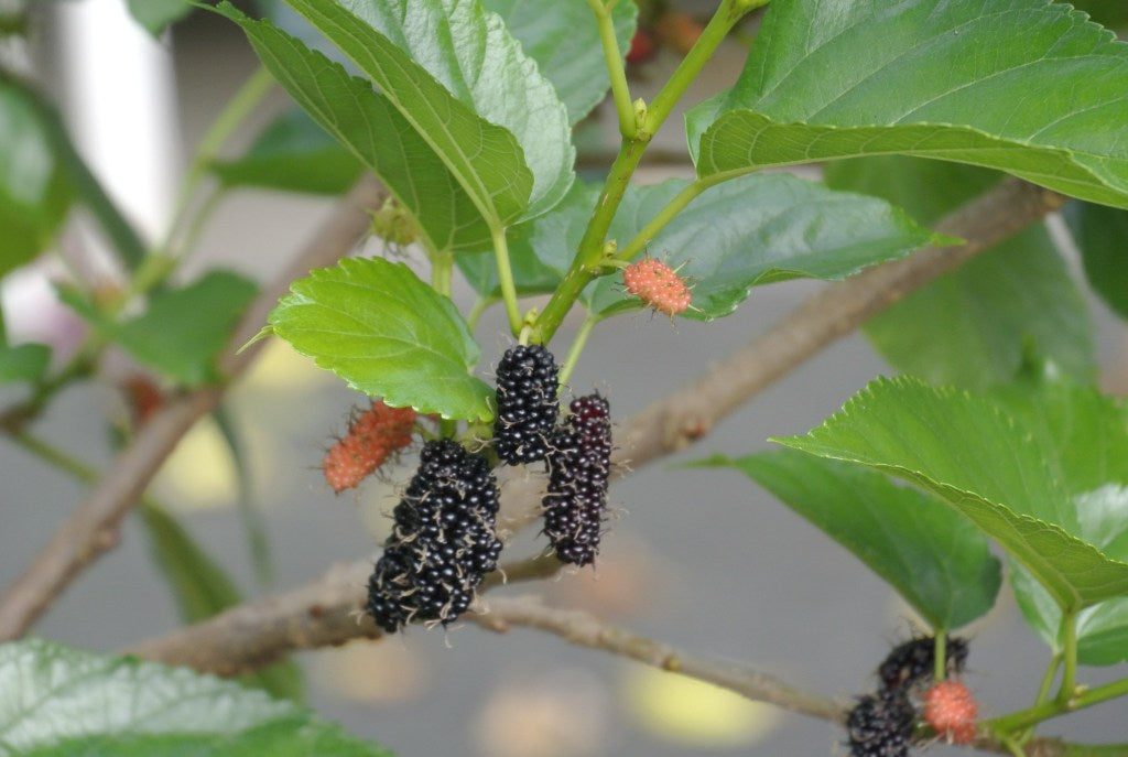 How I Grow Mulberry in a Pot