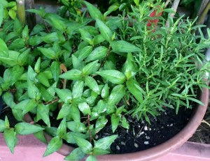 Rau Ram: The Vietnamese Coriander
