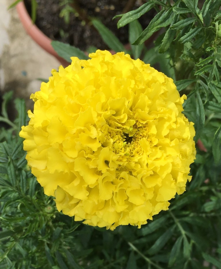 Growing Marigolds: Common Pitfalls in Urban Gardening