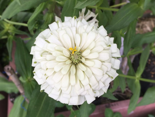 A Post Script on Growing Zinnias