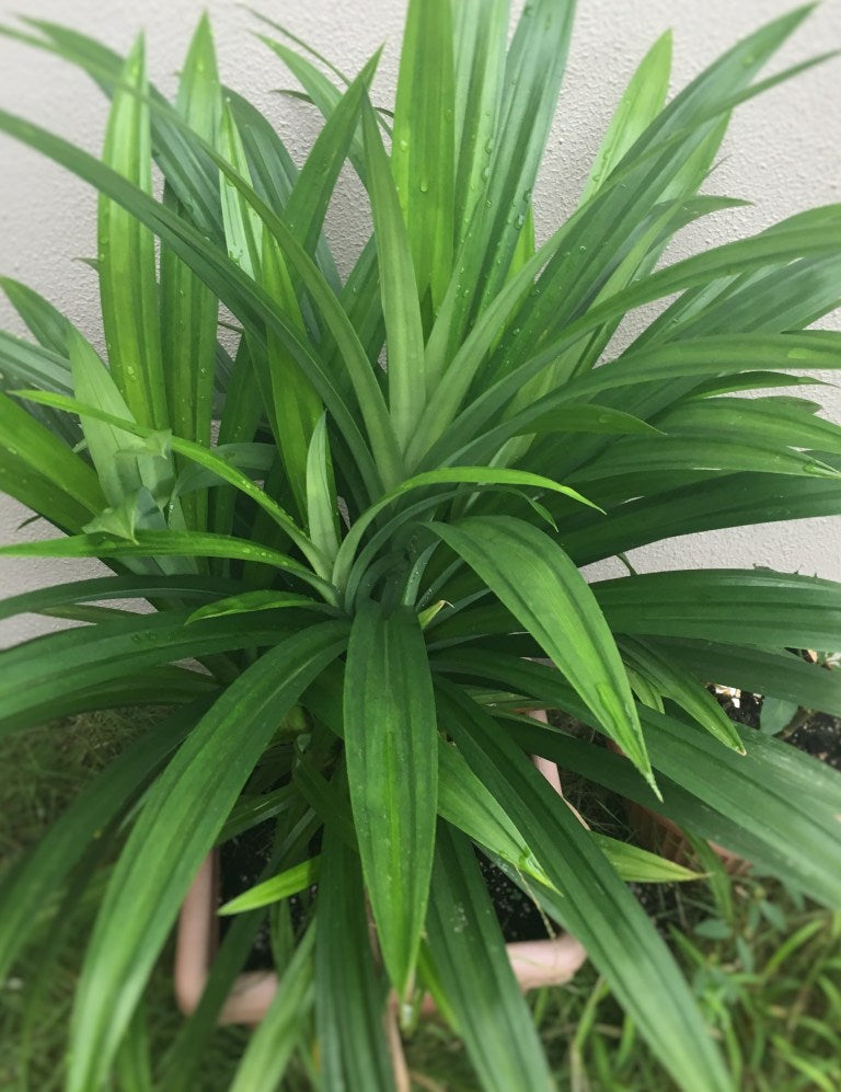 Grow Pandan in Pots: Useful Tips
