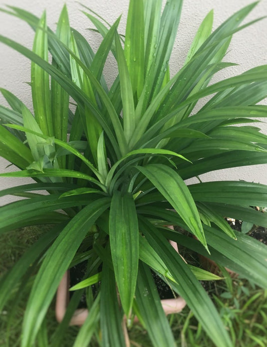 Grow Pandan in Pots: Useful Tips