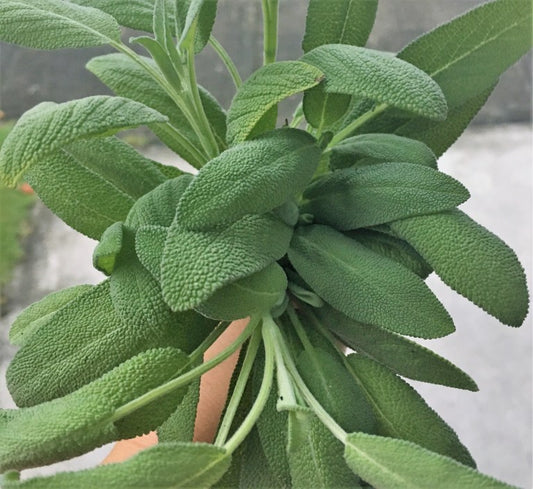 Growing Your Own Sage Definitely a Wise Move