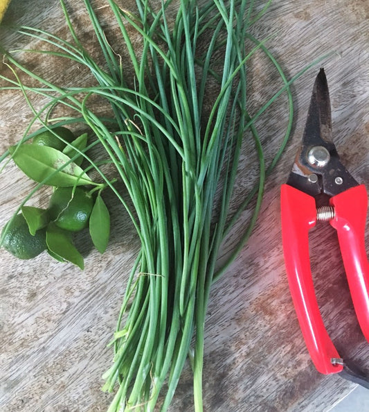 Why Working Moms Should Try Urban Gardening