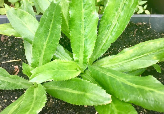 Sawtooth Coriander: A Practical Alternative to Cilantro