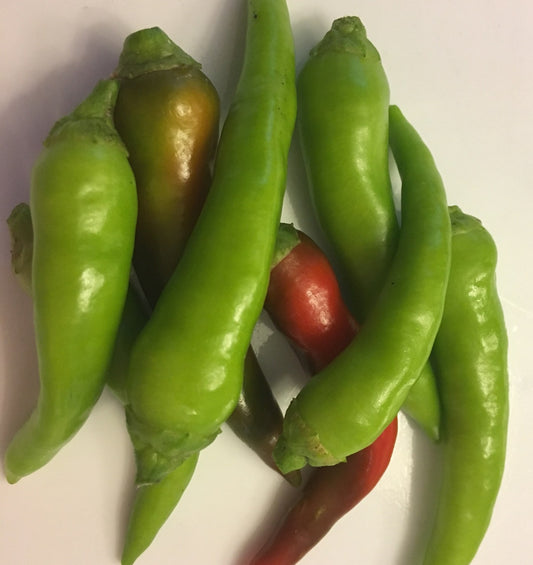 Grow Pepper in Container Pots Practical Gardening Tips