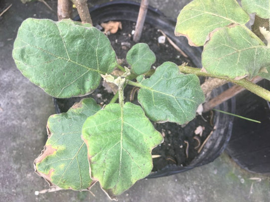 My 5 Biggest Mistakes in Gardening