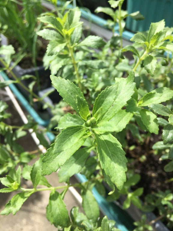 How to Grow Stevia at Home