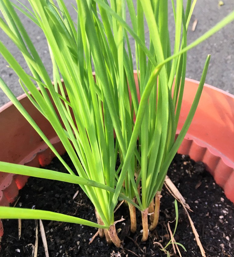 Grow Garlic Chives at Home