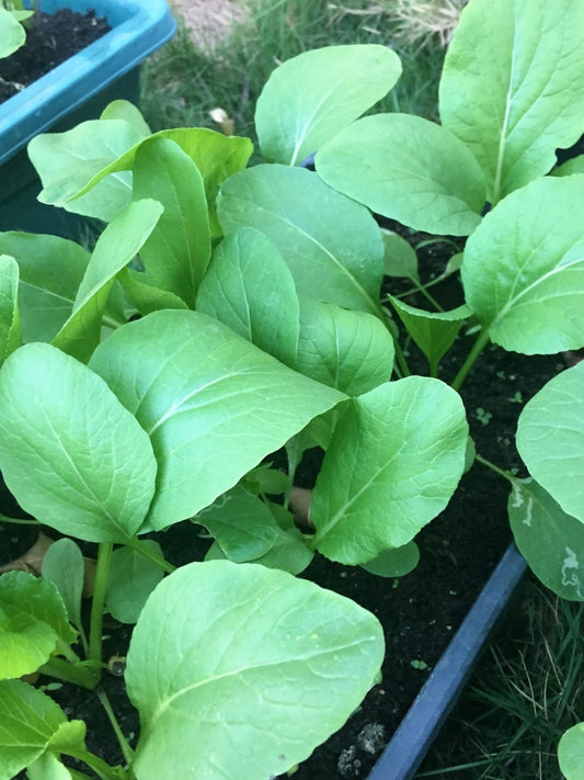 Grow Yu Choi in Containers