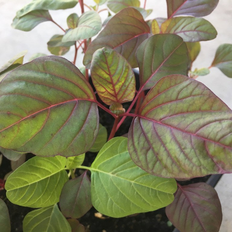 Edible Amaranth: Tips on How to Grow in Container Pots