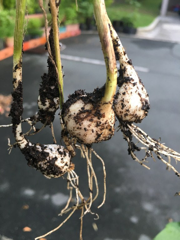 How I Grow Organic Garlic at Home