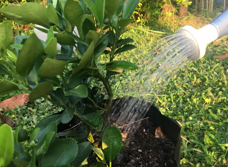 How to Water Your Plants More Efficiently