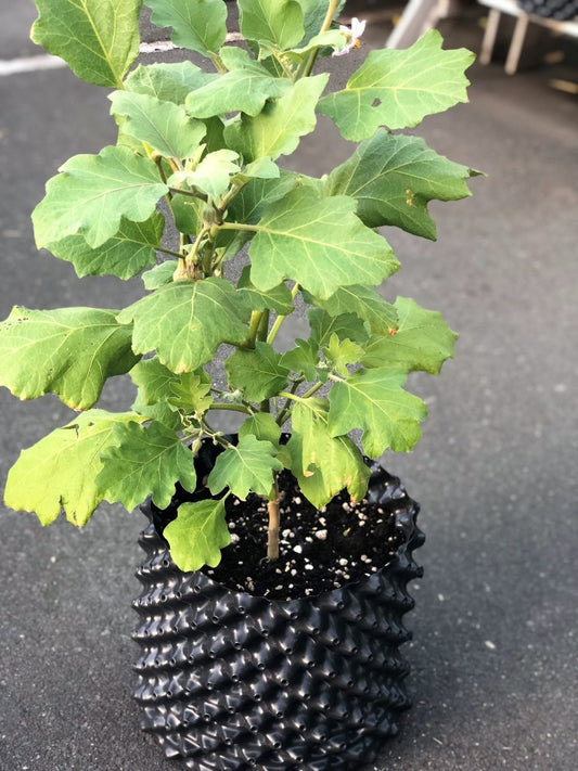 Air Pruning: A Revolutionary Idea in Container Gardening