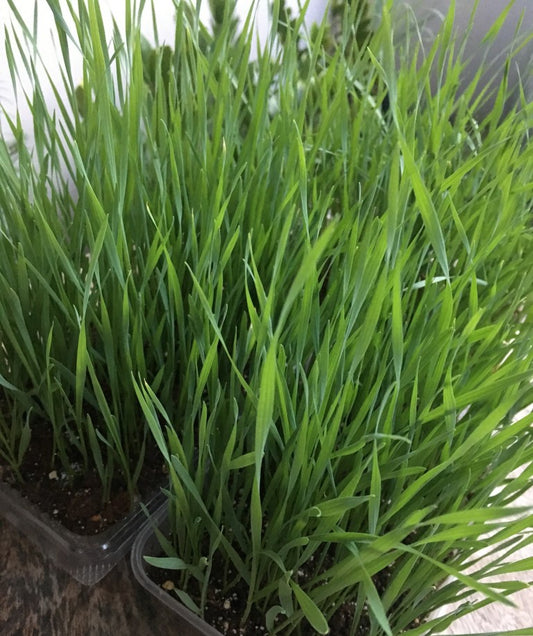 How to Grow Wheat grass at Home