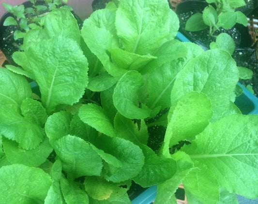 Grow Mustard Greens in Containers: Urban Gardening Tips