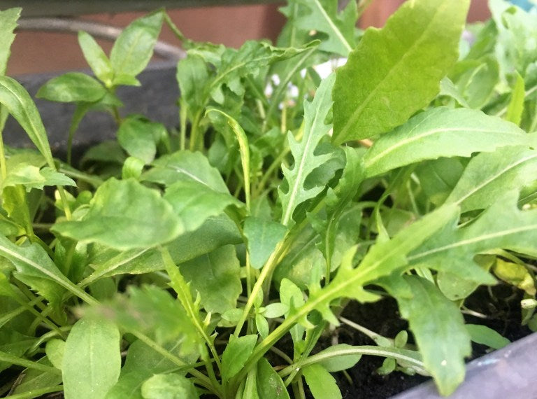 Growing Your Own Wild Arugula