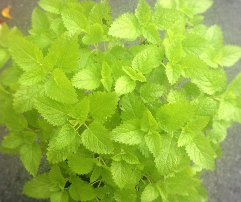 Grow Lemon Balm At Home