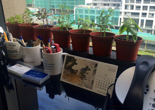 Indoor Herb Garden: A Mini Garden in the Workplace