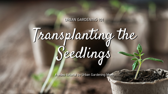Urban Gardening Mom's Video Tutorial on Transplanting Seedlings