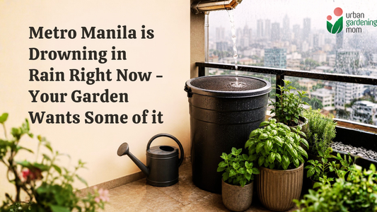 Metro Manila Is Drowning in Rain Right Now — Your Garden Wants Some of It
