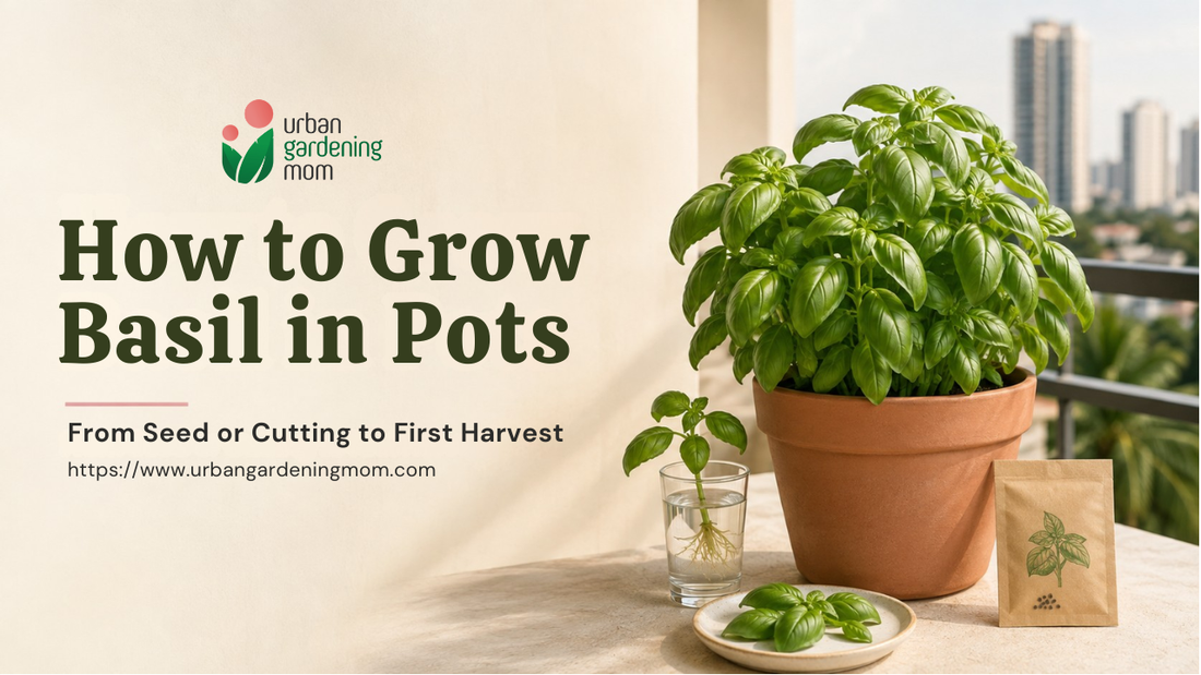 Grow Basil in Pots: From Seed or Cutting to First Harvest