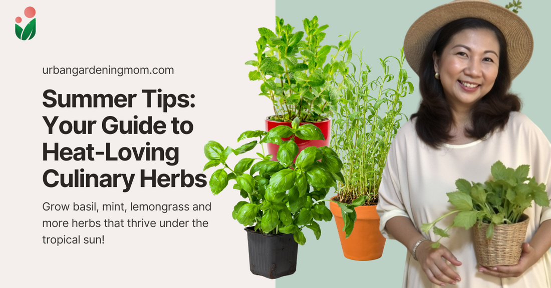 Summer Herbs in the Philippines: Your Guide to Heat-Loving Culinary Plants