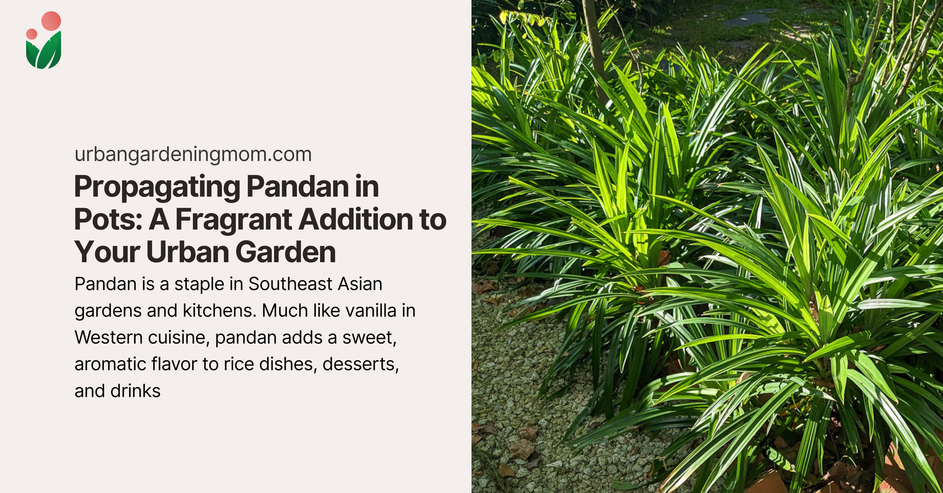 Potseedsseed Germinazione dei Semi: Semi 50pz Pandan Foglie Profumate Qualità Pandanus Libera di Trasporto