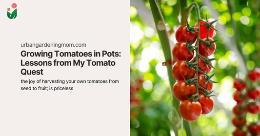 Growing Tomatoes in Pots: Lessons from My Tomato Quest