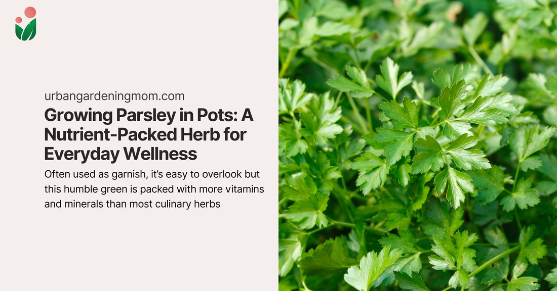 Growing Parsley in Pots: A Nutrient-Packed Herb for Everyday Wellness
