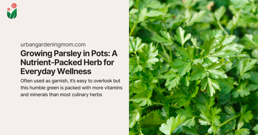 Growing Parsley in Pots: A Nutrient-Packed Herb for Everyday Wellness