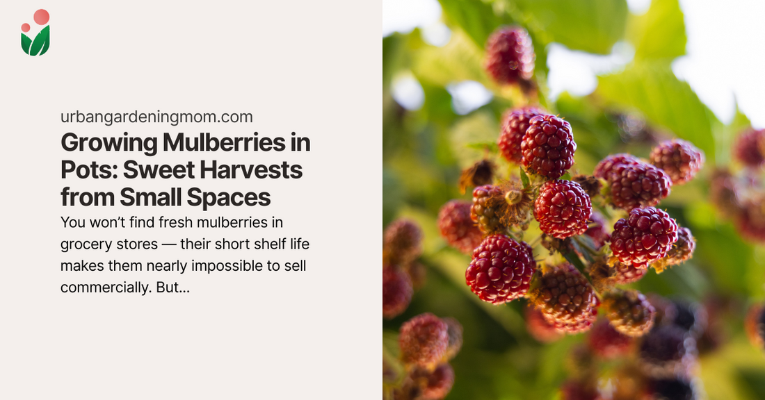 Growing Mulberries in Pots: Sweet Harvests from Small Spaces