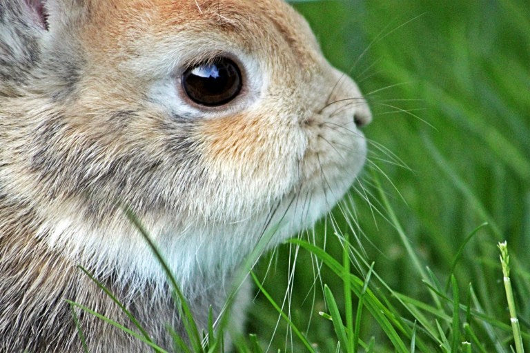 Rabbit Manure: God’s Gift to Gardeners