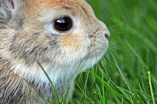 Rabbit Manure: God’s Gift to Gardeners