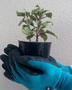 A Few Simple Tips to Take Care of Those Gardening Hands