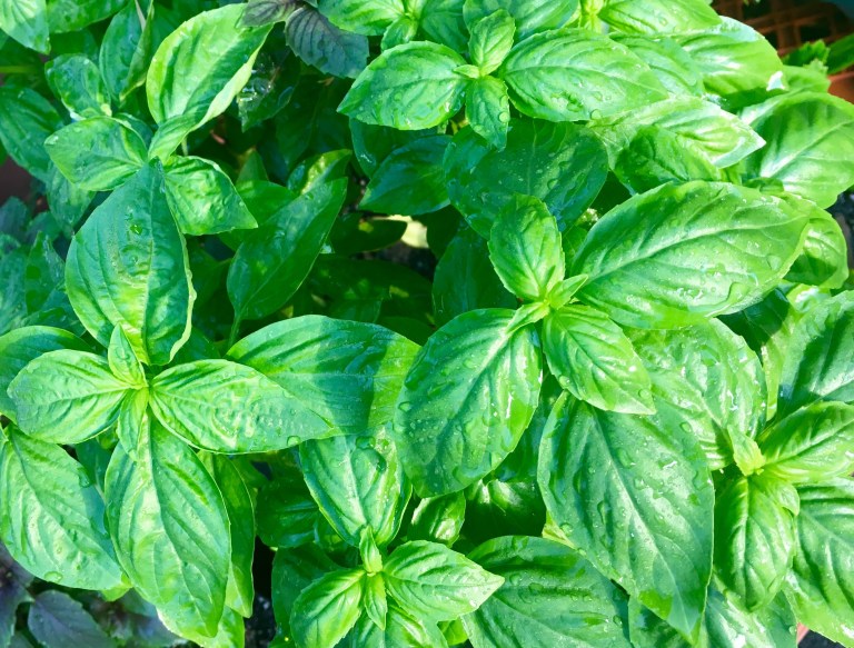 5 Tips for Growing Lush Basil in Container Pots