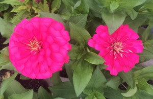 Urban Gardening Tips on Growing Zinnias in Containers