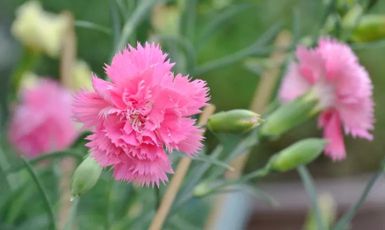 Create Color in Your Garden with these Carnations