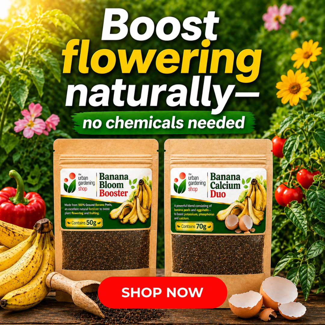 Ground Banana Peel Powder [Banana Bloom Booster + Banana Calcium Duo]  - An All- Natural Alternative to Chemical Fertilizer | A Natural Plant Booster - to Aid Plants in Flowering and Fruiting and for Root Strength 🌱