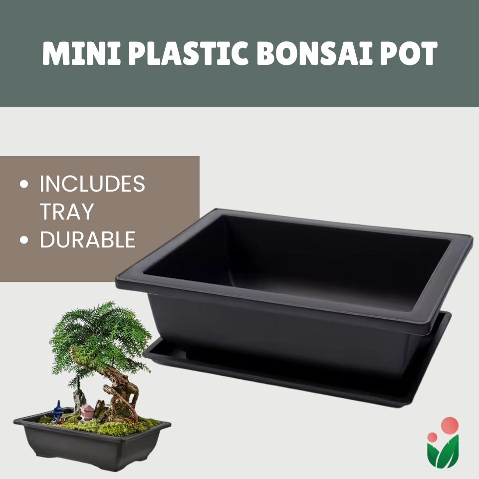 Rectangular Bonsai Pot with Catch Plate (Plastic)