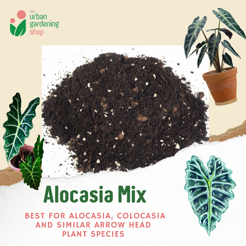 8-Liter Alocasia Mix - Soilless Potting For Alocasias and Arrowheads