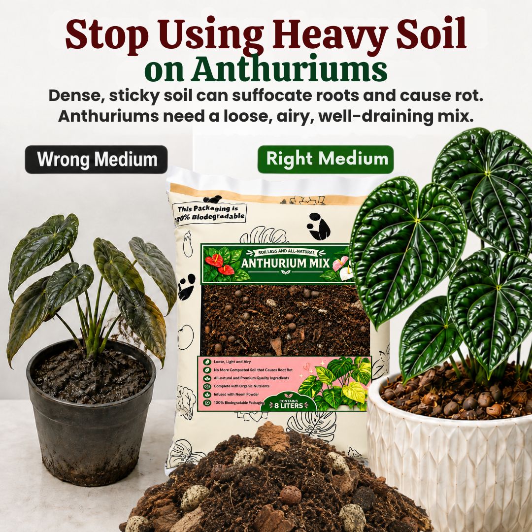 Anthurium Soilless Potting Mix 8L | Premium Airy Chunky Well Draining Growing Media with Peat Moss, Coco Chunks, Pine Bark, Perlite, Pumice, Neem and Beneficial Microbes| Soilless Media for Anthurium, Aroids & Houseplants