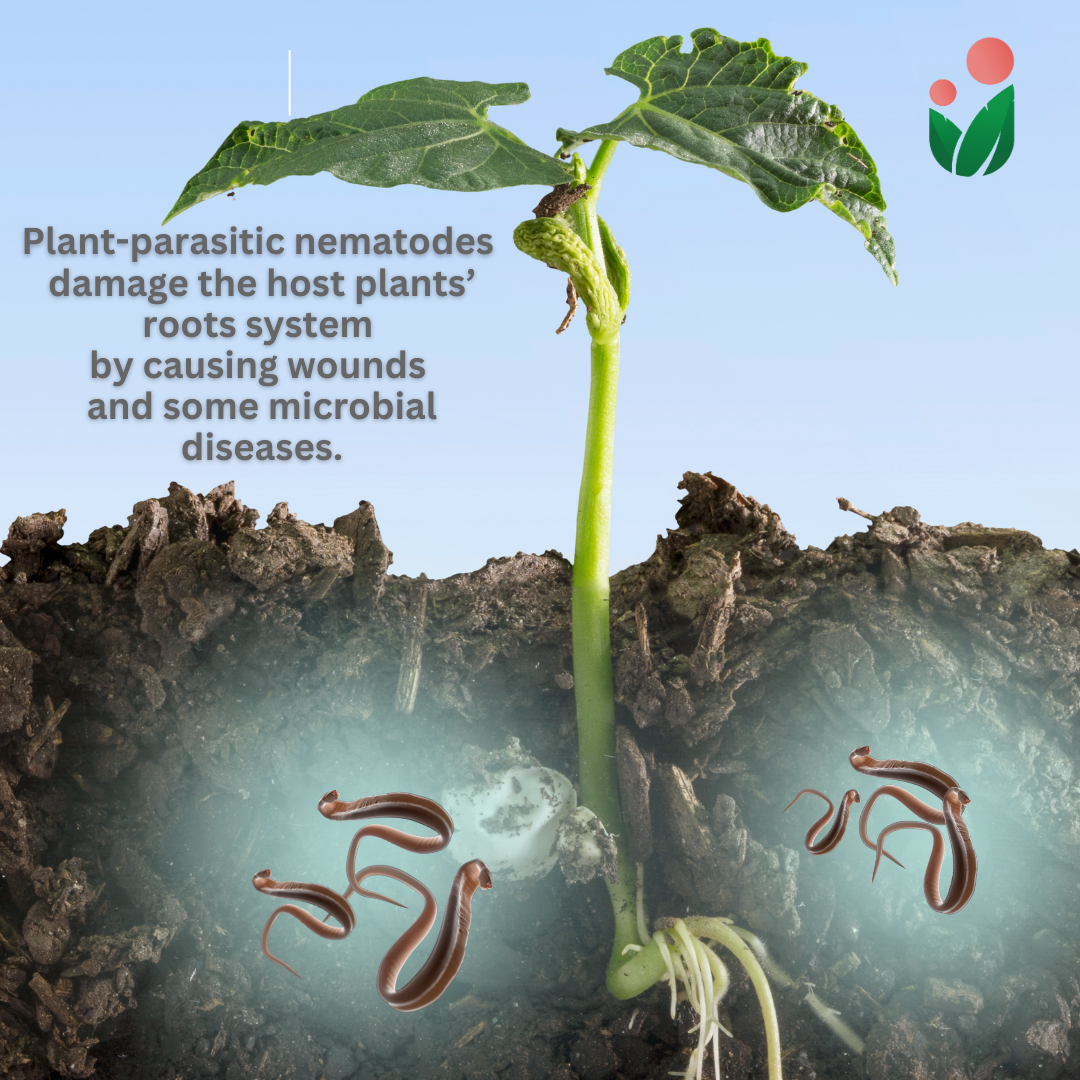 Bye Bye Nematodes - A Safe and Natural Method to Address Soil Pest Problems and Improve Soil Condition